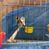 قناری و سهره نر|پرنده|قزوین, |دیوار