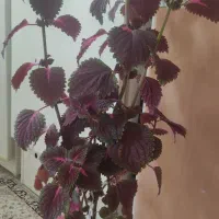 گل طبیعی حسن یوسف|گل و گیاه طبیعی|اصفهان, لاله|دیوار