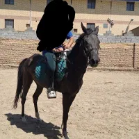 مادیون ترکمن ۴ ساله کورسی با اصالت