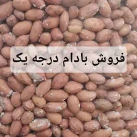 بادام زمینی مغان کره‌کرهمحلی گاو گامیش خالص
