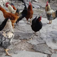 خروس|حیوانات مزرعه|گهواره, |دیوار