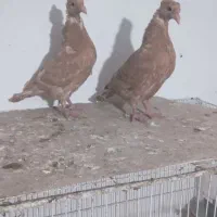 کبوترجوجه زردفری