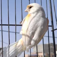 قناری ماده