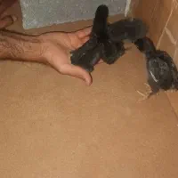 جوجه سه هفته ای بلک استار
