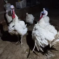 بوقلمون درجه یک