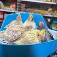 طوطی عروس هلندی های سرلاکی انواع رنگ سینه پر ودرشت|پرنده|قائمشهر, |دیوار