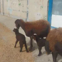 میش افشاری دوقلوزا|حیوانات مزرعه|ازنا, |دیوار