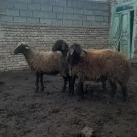 گوسفند|حیوانات مزرعه|مرند, |دیوار