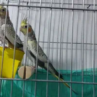 تعویض عروس هلندی با طوطی برزیلی|پرنده|اسلام‌شهر, شهرک سالور|دیوار