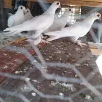 کبوتر قرمز گوز کاکلی وساده از یک نژاد