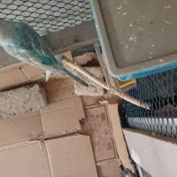 مرغ عشق زینبو رنگ خاص