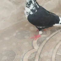 کبوتر ماده|پرنده|خاش, |دیوار