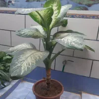 تعدادی گل طبیعی|گل و گیاه طبیعی|یاسوج, |دیوار