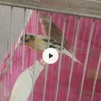 قناری نر ماده