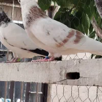 کبوتر