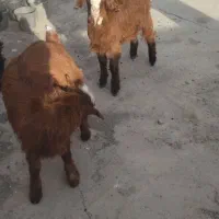 بزغاله|حیوانات مزرعه|مشهد, کلاته برفی|دیوار