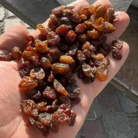 پخش کشمش تاکستان داریوش|عمده‌فروشی|کرج, اسدآباد|دیوار