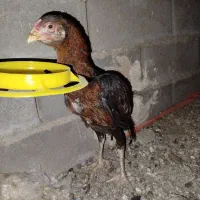 جوجه خروس لاری