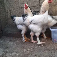 خروس برهما فوق‌العاده