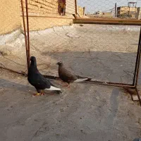 کفتر.کبوتر.|پرنده|شیراز, عادل آباد|دیوار