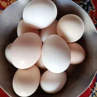 تخممرغ محلی