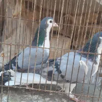 کبوتر بدرنگ|پرنده|پیر بکران, |دیوار