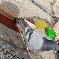 کفتر گرفتی|پرنده|نسیم‌شهر, |دیوار