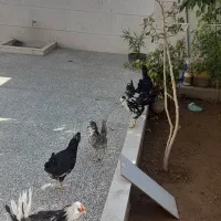 مرغ وخروس گلین لری|حیوانات مزرعه|شیراز, حومه شیراز|دیوار