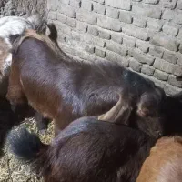 نر بز دورگ|حیوانات مزرعه|بشاریات, |دیوار