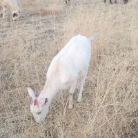 یک عدد کولار سانن|حیوانات مزرعه|گناباد, |دیوار