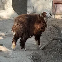 بز نروماده وبره ماده|حیوانات مزرعه|بندر ماهشهر, |دیوار