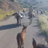 گوسفند(بره نر ماده میش بز بزغاله)ضمانتی