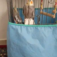 عروس هلندی یک جفت|پرنده|همدان, |دیوار