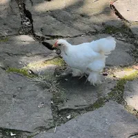 جوجه خروس کوشین