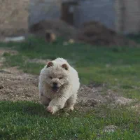 فروش سگ چائو چائو|سگ|اراک, |دیوار