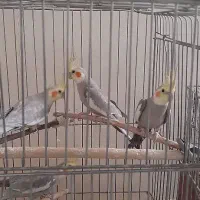 عروس هلندی سخنگو