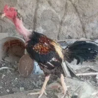 خروس لاری