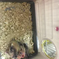 جفت عروس هلندی همراه دو جوجه و قفس|پرنده|تهران, نازی‌آباد|دیوار