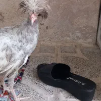مرغ یا خروس لهستانی|حیوانات مزرعه|مشهد, شهید معقول|دیوار