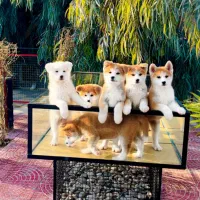 باشگاه پرورش سگ نژاد سلطنتی آکیتاژاپنی در ایران