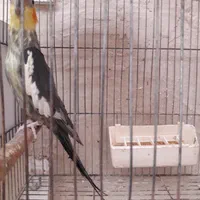 فروش تعدادی عروس هلندی درگوگان|پرنده|آذرشهر, |دیوار