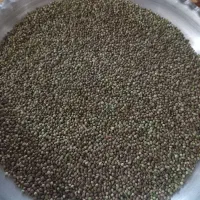 شاه. دانه ریز تمیز مال چند روز پیشه بوجاری شده