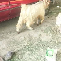 گوسفند نر برای قربانی