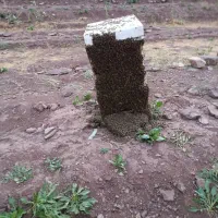 زنبور عسل آلیرام