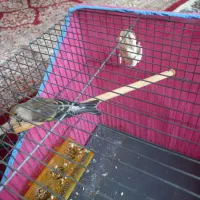 سهر و سهر قناری مست|پرنده|قم, ولیعصر|دیوار