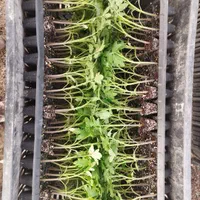 نشا گوجه|خدمات باغبانی و درختکاری|مرودشت, تخت جمشید|دیوار