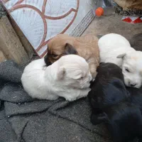 شش قلاده توله پشمالودوماده وچهارنربه فروش میرسد3ت|سگ|زاهدان, |دیوار