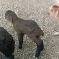 تعدادی نر ماده  قیمت دونه ای پنج هشصد|حیوانات مزرعه|اردبیل, |دیوار