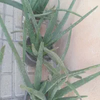 گل آلوئه ورا