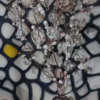 گل کنار سالنی